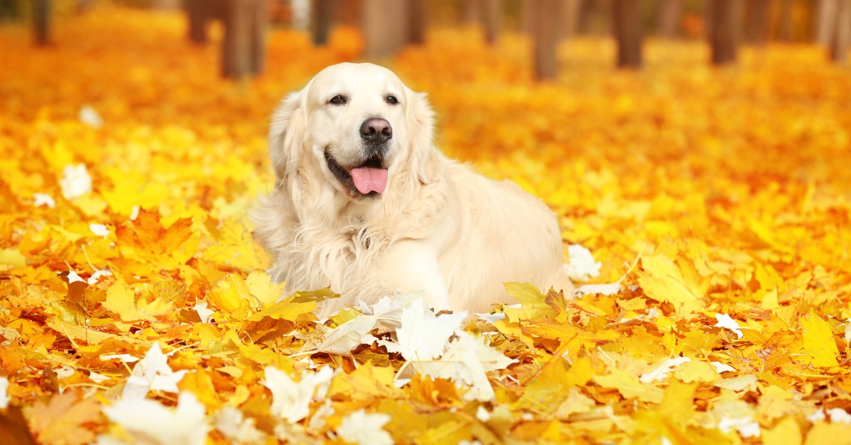 Fall Into These Healthy Autumn Pet Care Strategies